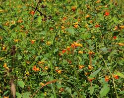 Jewelweed,-Hazell-sized.jpg