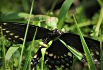 Praying-Mantis-&-Blk-sized.jpg