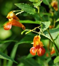 Jewelweed,-Haze-sized.jpg